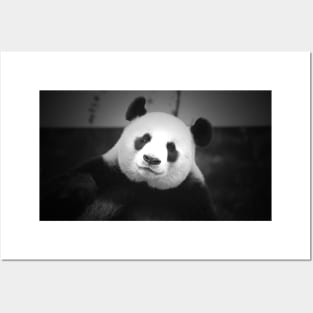 Giant Panda Posters and Art